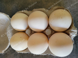 Hatching eggs