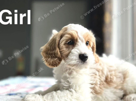 Peaches lovely lemon white cockapoo girl and boy available