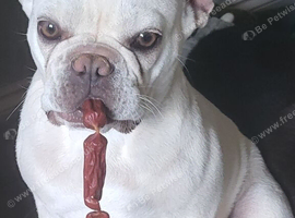 MEARL  french bulldog
