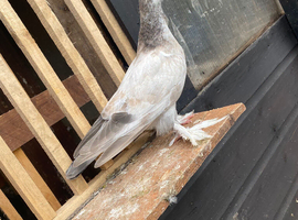 Muffy legged pigeon