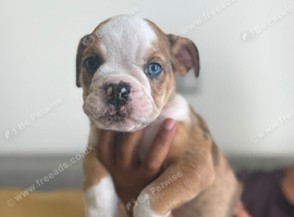 ENGLISH BULLDOG PUPPIES!