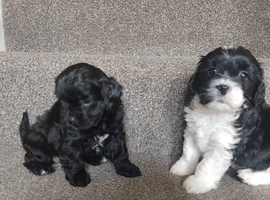 Lhasa apso