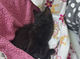 Beautiful black Bombay cat for sale, 22 weeks old. She is healthy, friendly, and there is nothing wrong with her. She is fully litter trained and well