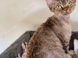 TICA Show Quality Devon Rex Girl