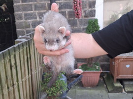 Ferret