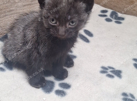 Beautiful turkish angora kittens looking for forever homes
