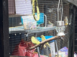 Budgies for sale