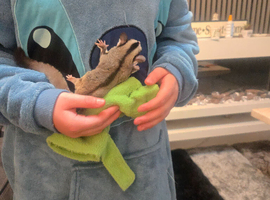 Sugar gliders