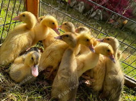 Indian runner ducklings