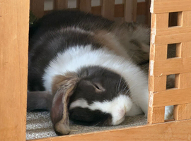 Male mini lop