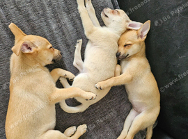 Miniature pincher x pomeranian puppy's