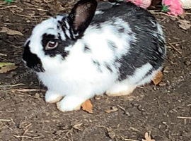 English spot rabbit