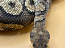 Yellow Belly Clown