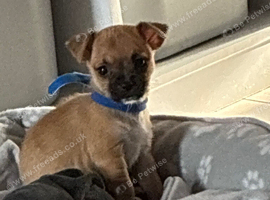 Male Chug (chihuahuaxpug)