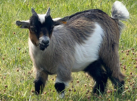 Pair of Registered Pet Pygmy Goats