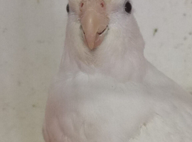 White faced Lutino female cockatiel