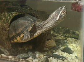 Common musk turtle