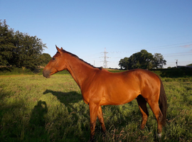 13 year old thoroughbred