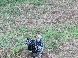Du'celle bantam hatching eggs