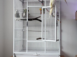4 cockatiels for rehome