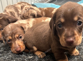 most gorgeous, beautiful dachshunds