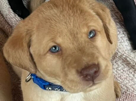 Beautiful Labrador Retriever Puppies for Sale &ndash; 9 Healthy Puppies (5 Boys & 4 Girls) &ndash; Vaccinated, Microchipped & Ready from 6th April 2026