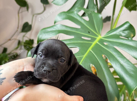 Staffordshire bull terrier puppies