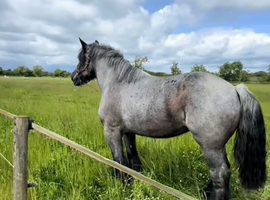 Belgian Draft Mare