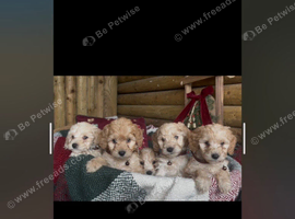 Beautiful cockapoo looking for their forever home