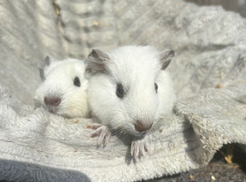 2 male guinea