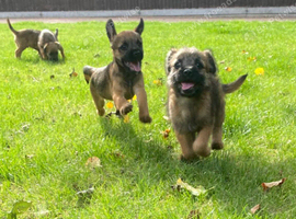 Border-terrier boys reddy 2 go