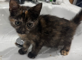 One very cute muti coloured girl kitten