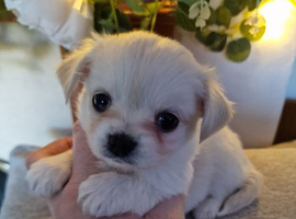 Stunning Long-Haired Apple Head Chihuahua Puppies Ready Now