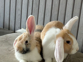 lop rabbits