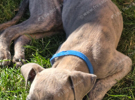 Whippet / italian greyhound (wiggies) Stunning puppies