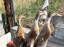 Indian runner ducks