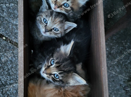 4 kittens for sale