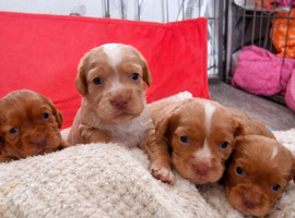 ALL PUPS RESERVED