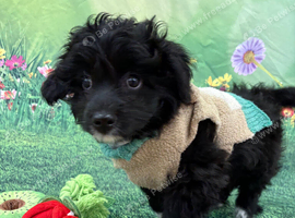 Minature poodle / chiwawaa