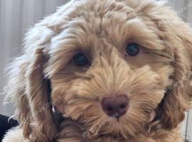 Lily locking for forever home