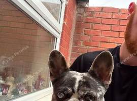 3 year old merle frenchie