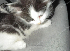 2 Adorable Tuxedo male kittens available