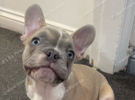 Blue-Eyed Male French Bulldog