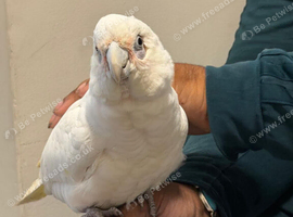 Handreard bear eyed cockatoo for sale or px