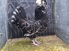 Mottled Houdan hatching eggs