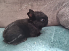 Neverland dwarf rabbit