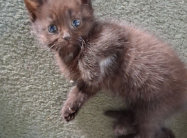 Looking for Forever homes