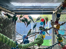 Conures for sale