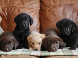 Quality Health Tested Labrador Puppies
