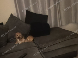 Yorkie Russell 6 years old